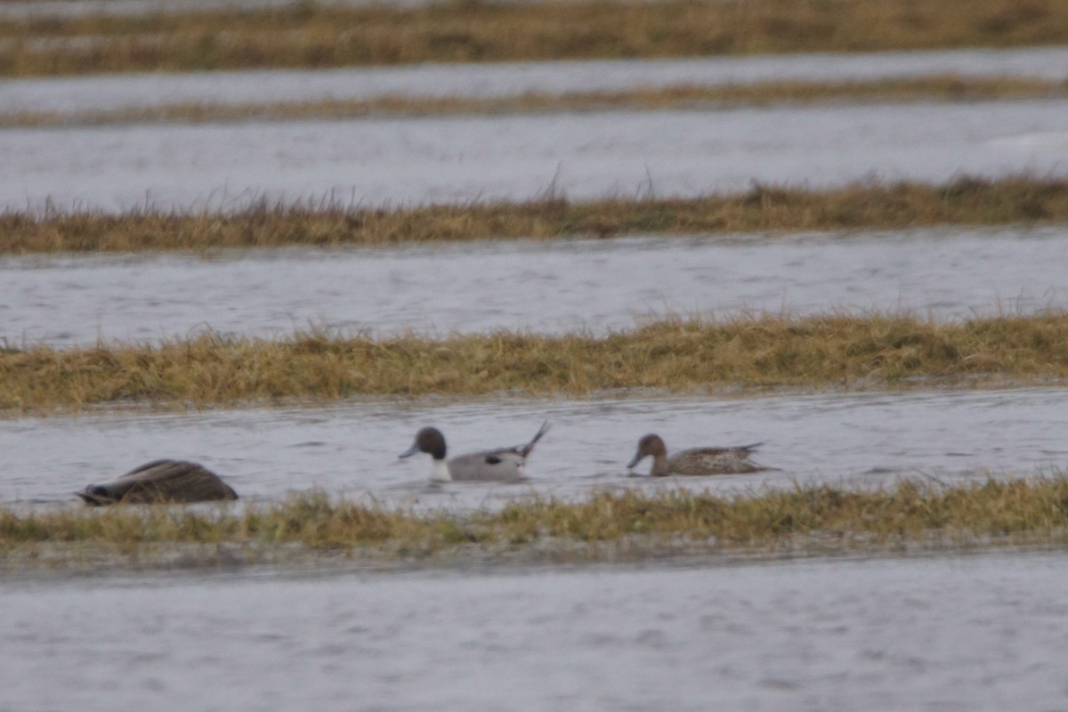 ostralka štíhlá - ML652674334