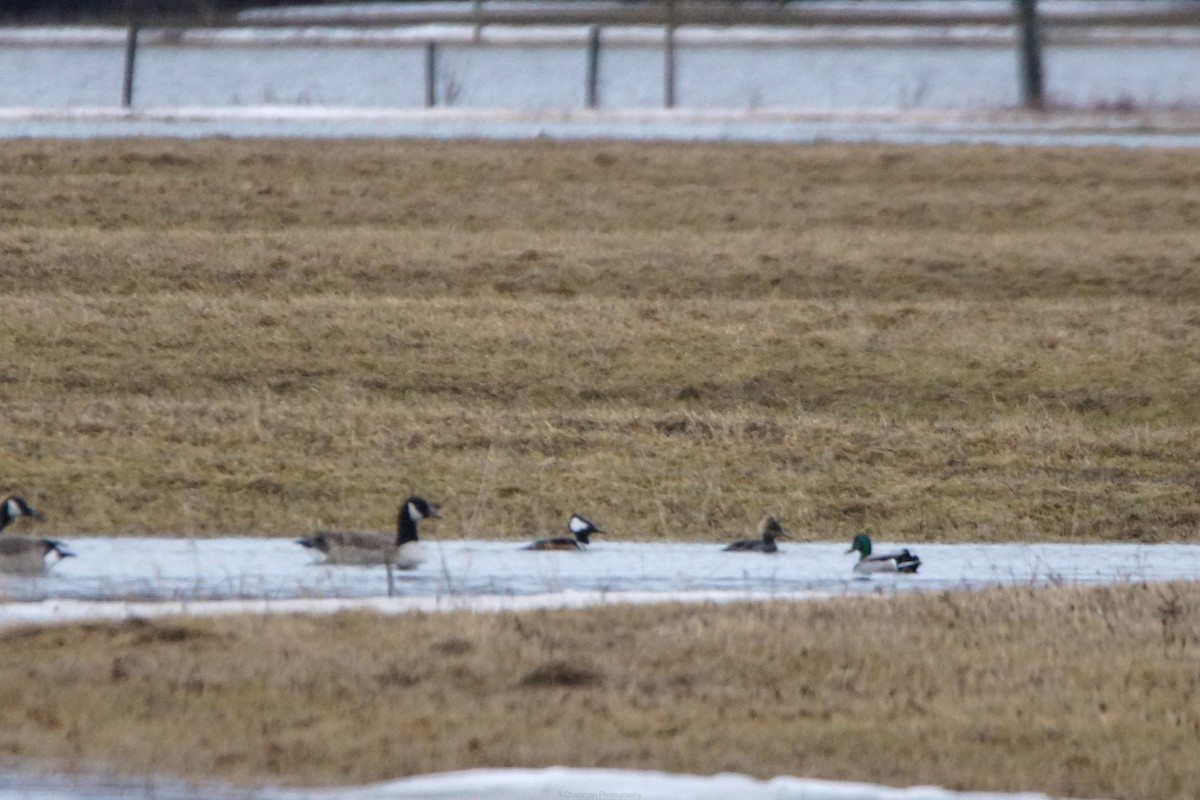 morčák chocholatý - ML652674358