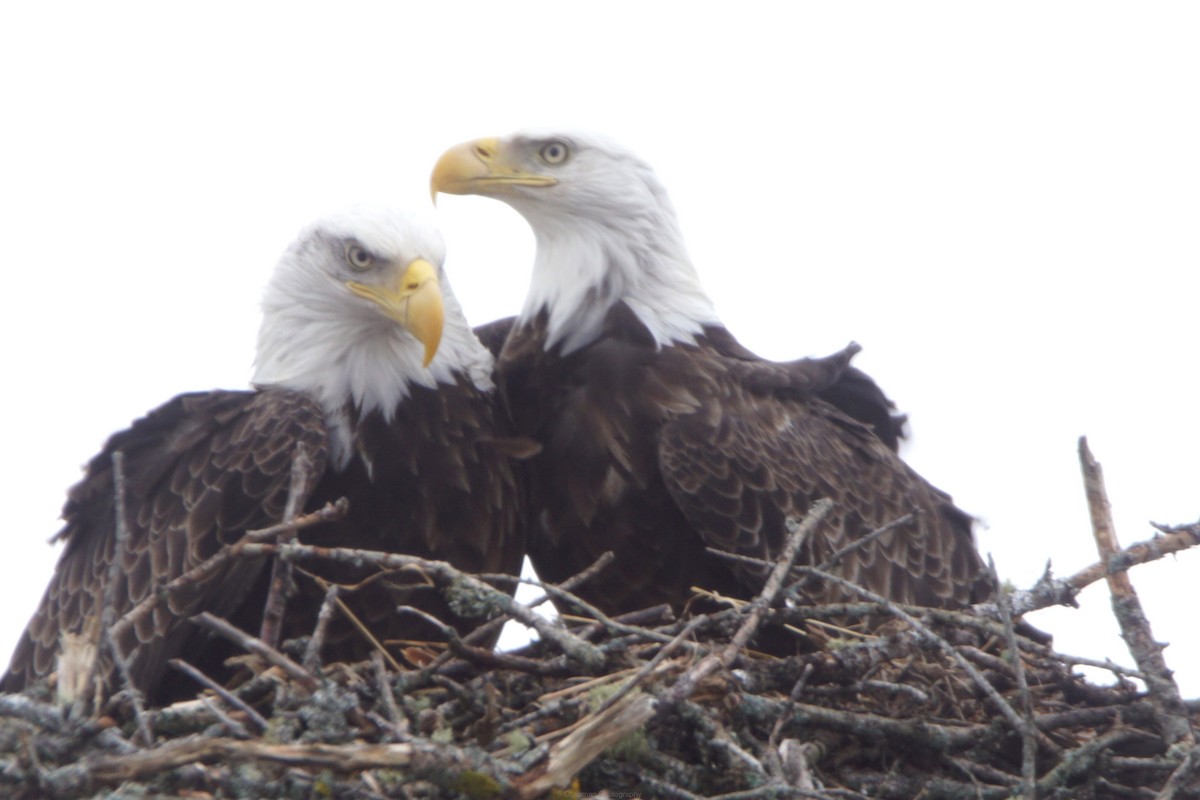 orel bělohlavý - ML652674379