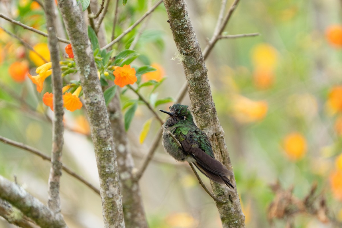 Tyrian Metaltail - ML652674574