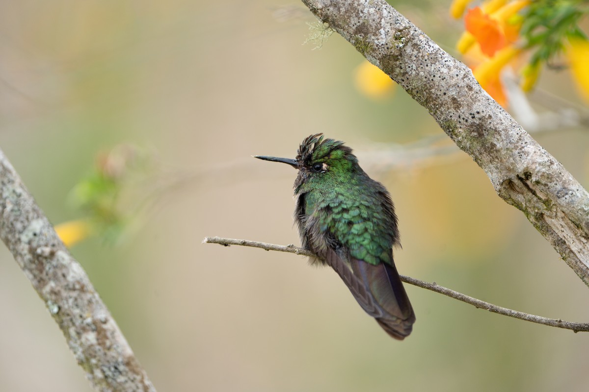 Tyrian Metaltail - ML652674578