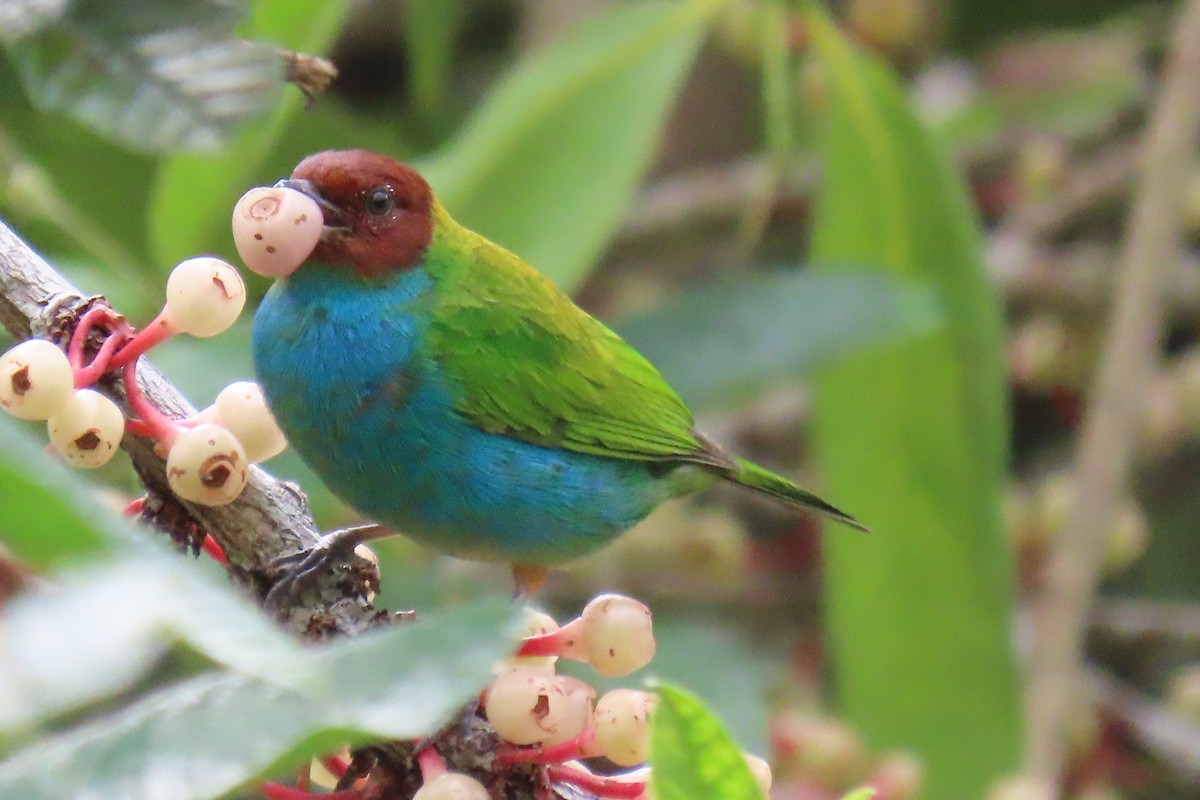 Bay-headed Tanager - ML652674597