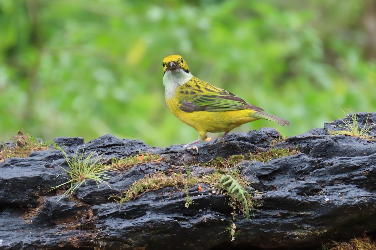 Silver-throated Tanager - ML652674623