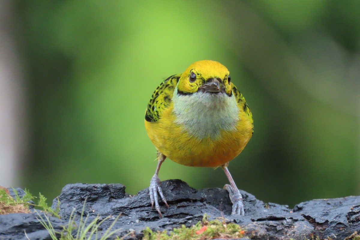 Silver-throated Tanager - ML652674624