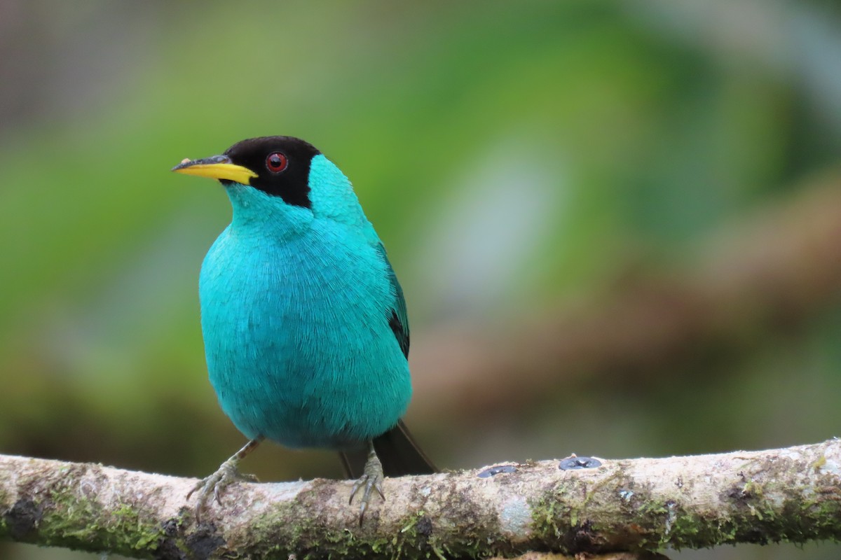 Green Honeycreeper - ML652674646