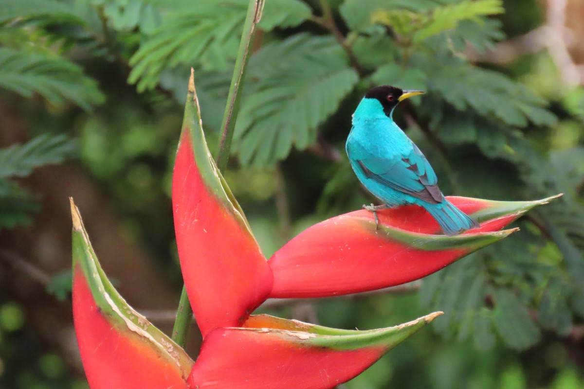 Green Honeycreeper - ML652674647