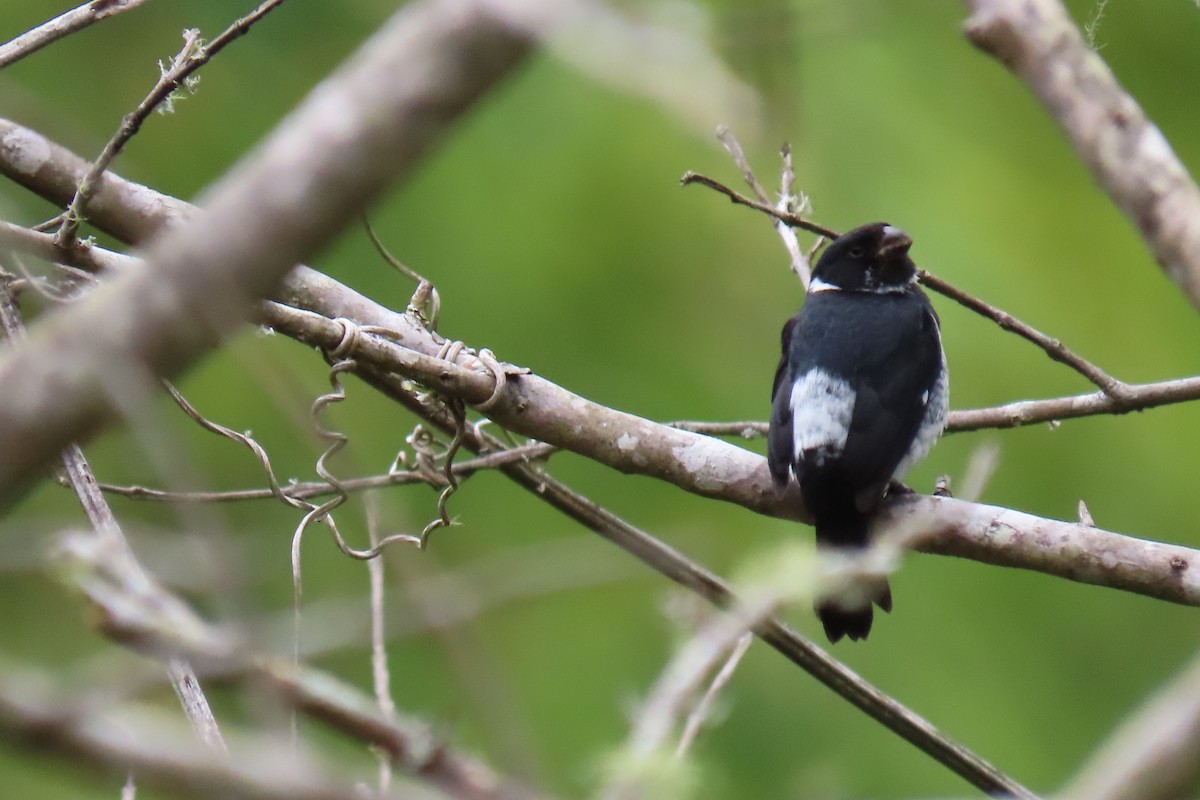 Variable Seedeater - ML652674658