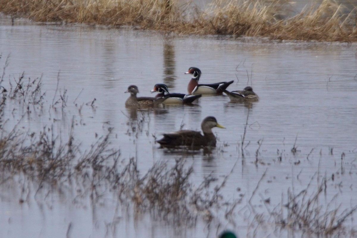 kachna tmavá - ML652674670