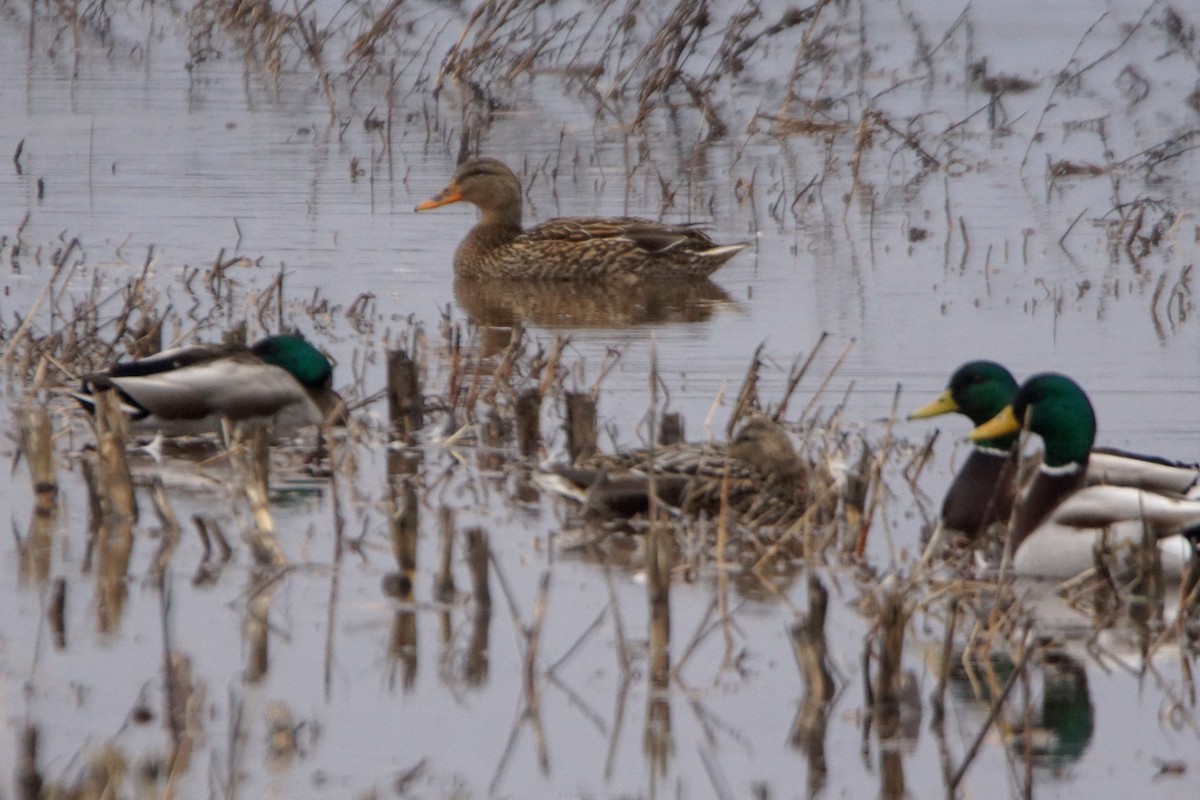 kachna divoká - ML652674699