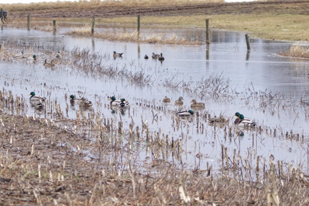 kachna divoká - ML652674700