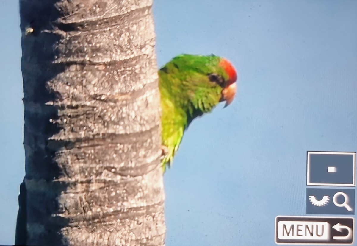 aratinga červenočelý - ML652674731