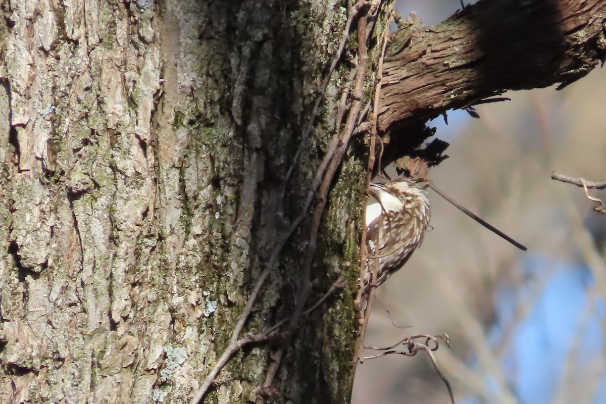 Grimpereau brun - ML652674798