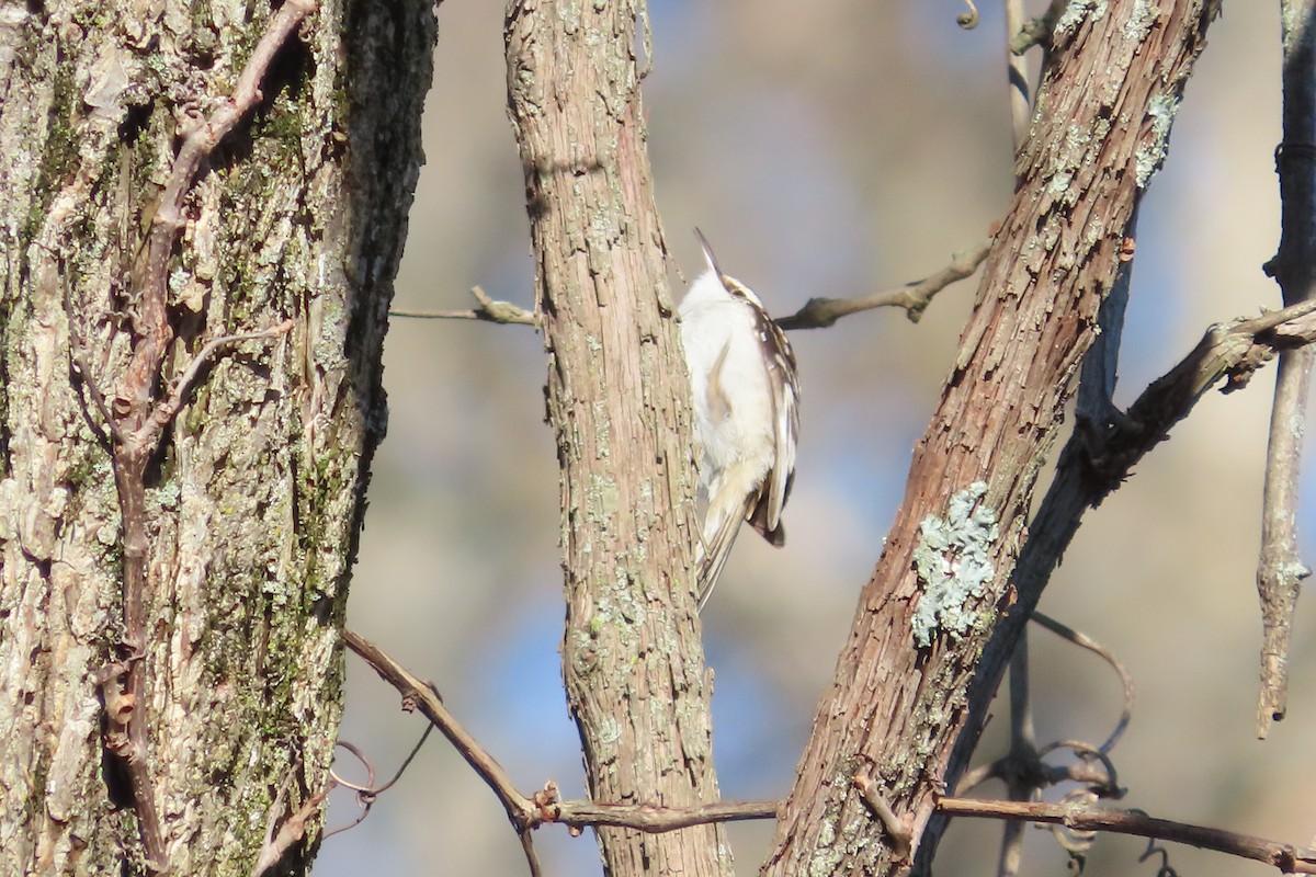 Grimpereau brun - ML652674801