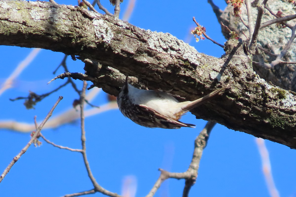 Grimpereau brun - ML652674814