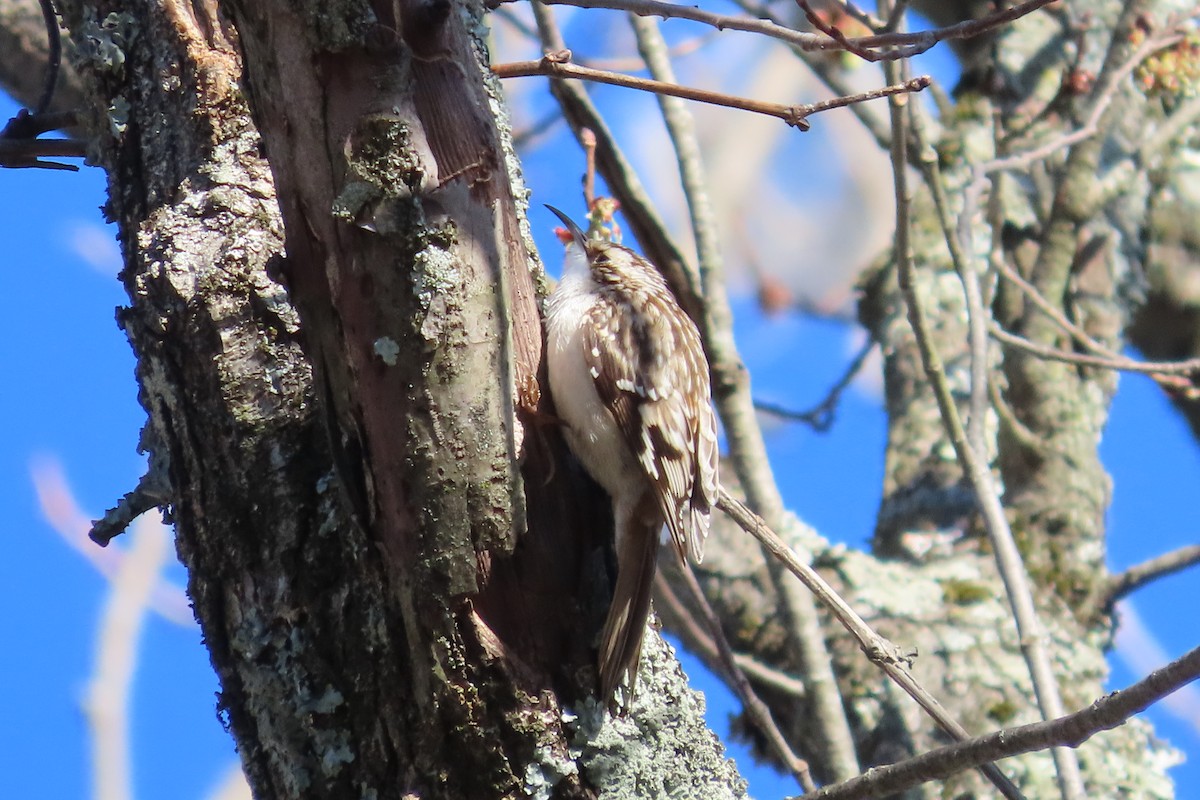 Grimpereau brun - ML652674824