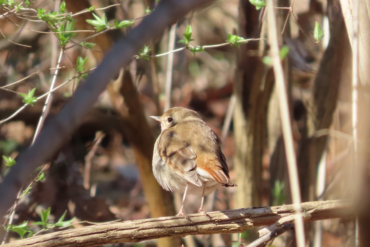 Grive solitaire - ML652674834