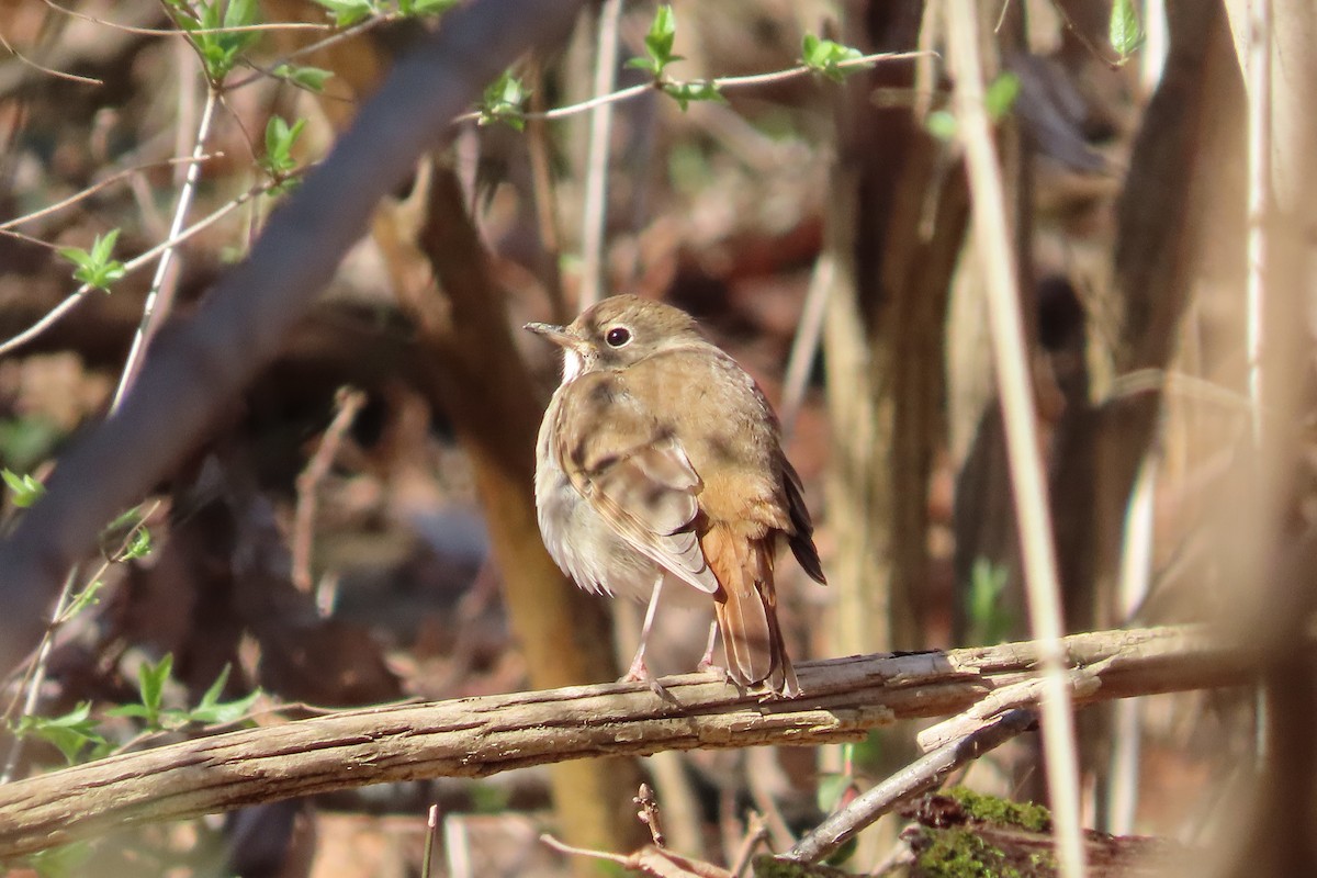 Grive solitaire - ML652674852