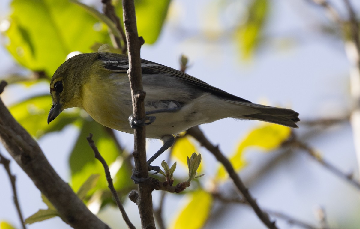 zelenáček žlutoprsý - ML652674866