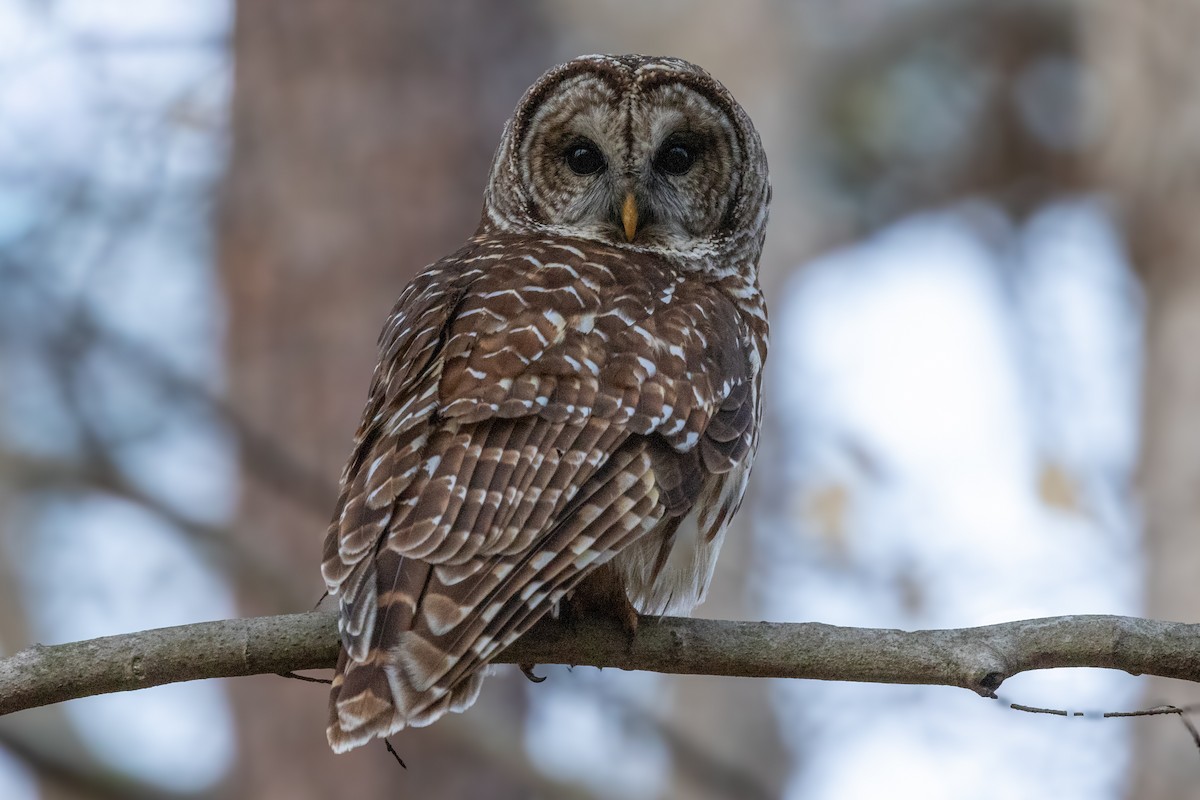 Barred Owl - ML652674886
