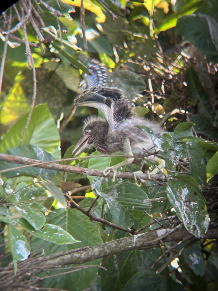 Ногоовор зашин - ML652674887