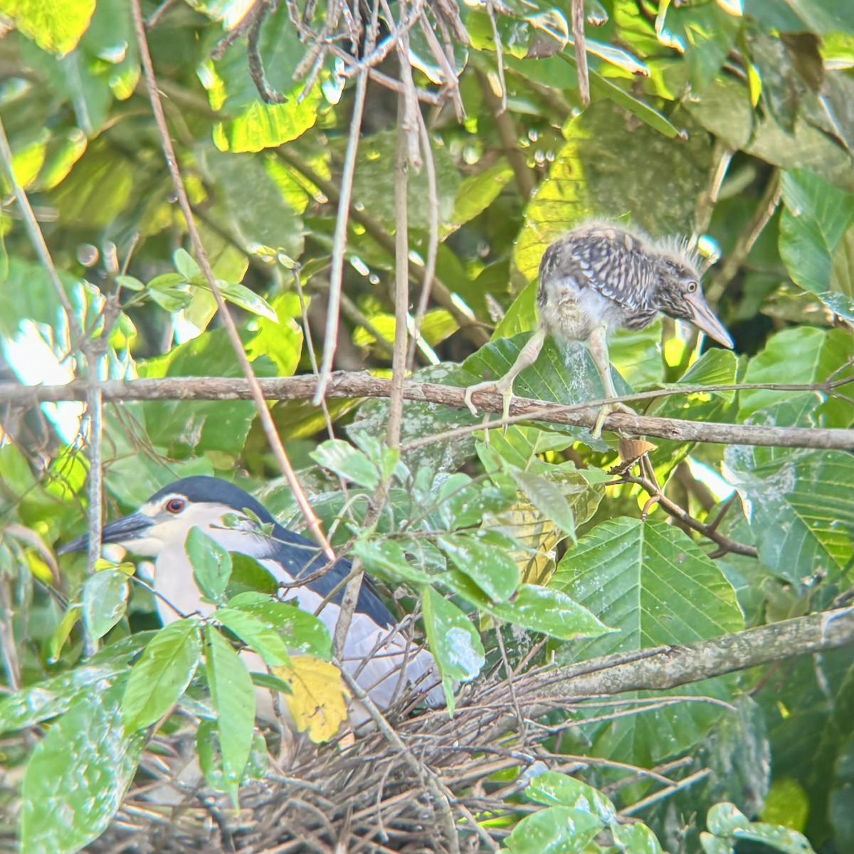 Ногоовор зашин - ML652674888