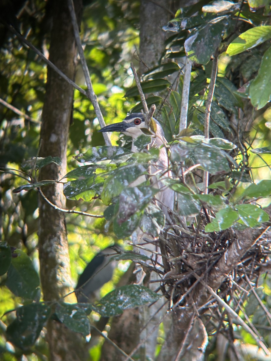 Ногоовор зашин - ML652674891