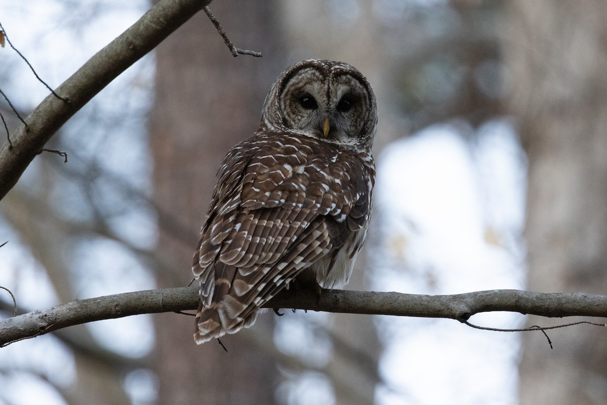 Barred Owl - ML652674895