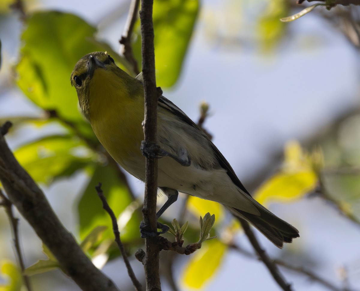 zelenáček žlutoprsý - ML652674899