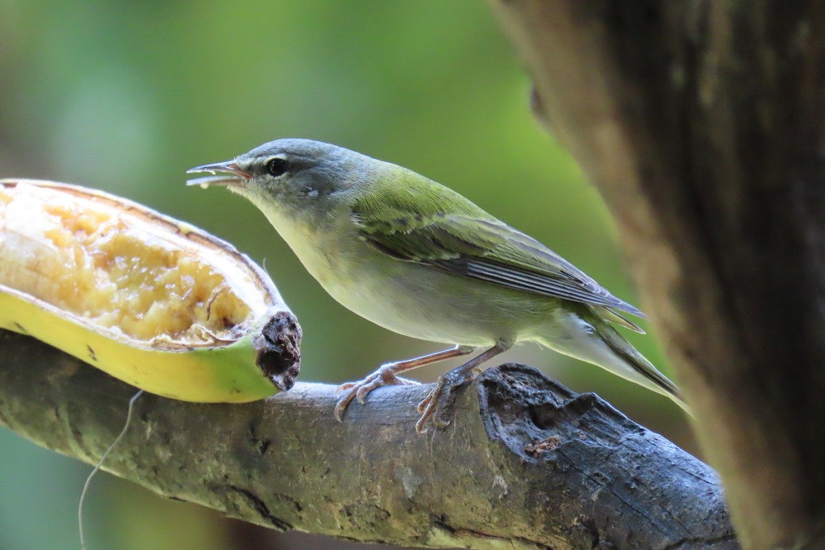 Tennessee Warbler - ML652674946