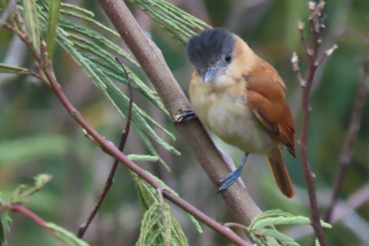 Rose-throated Becard - ML652675033