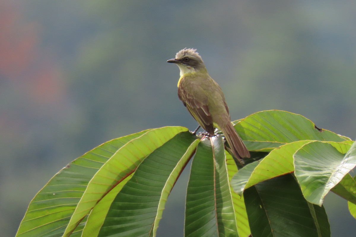 Gray-capped Flycatcher - ML652675038
