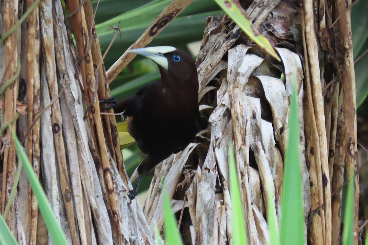 Chestnut-headed Oropendola - ML652675051