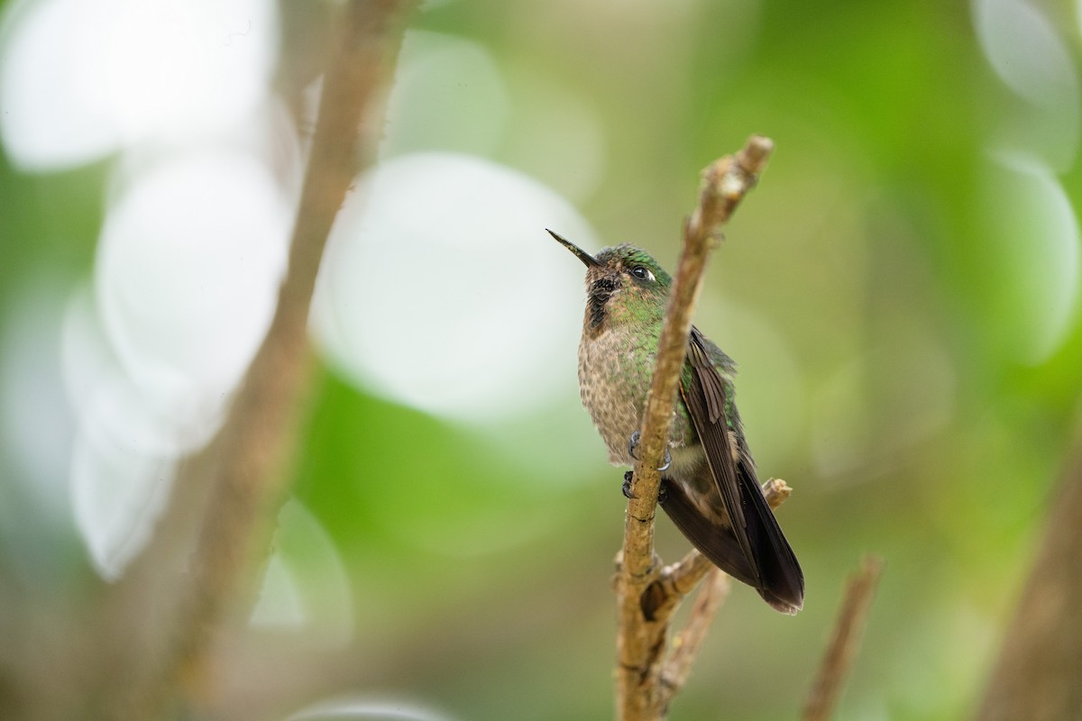 Tyrian Metaltail - ML652675146