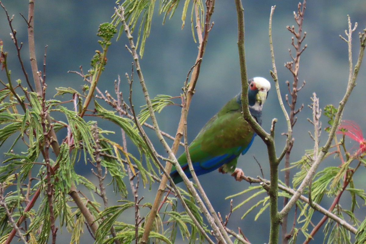 White-crowned Parrot - ML652675151