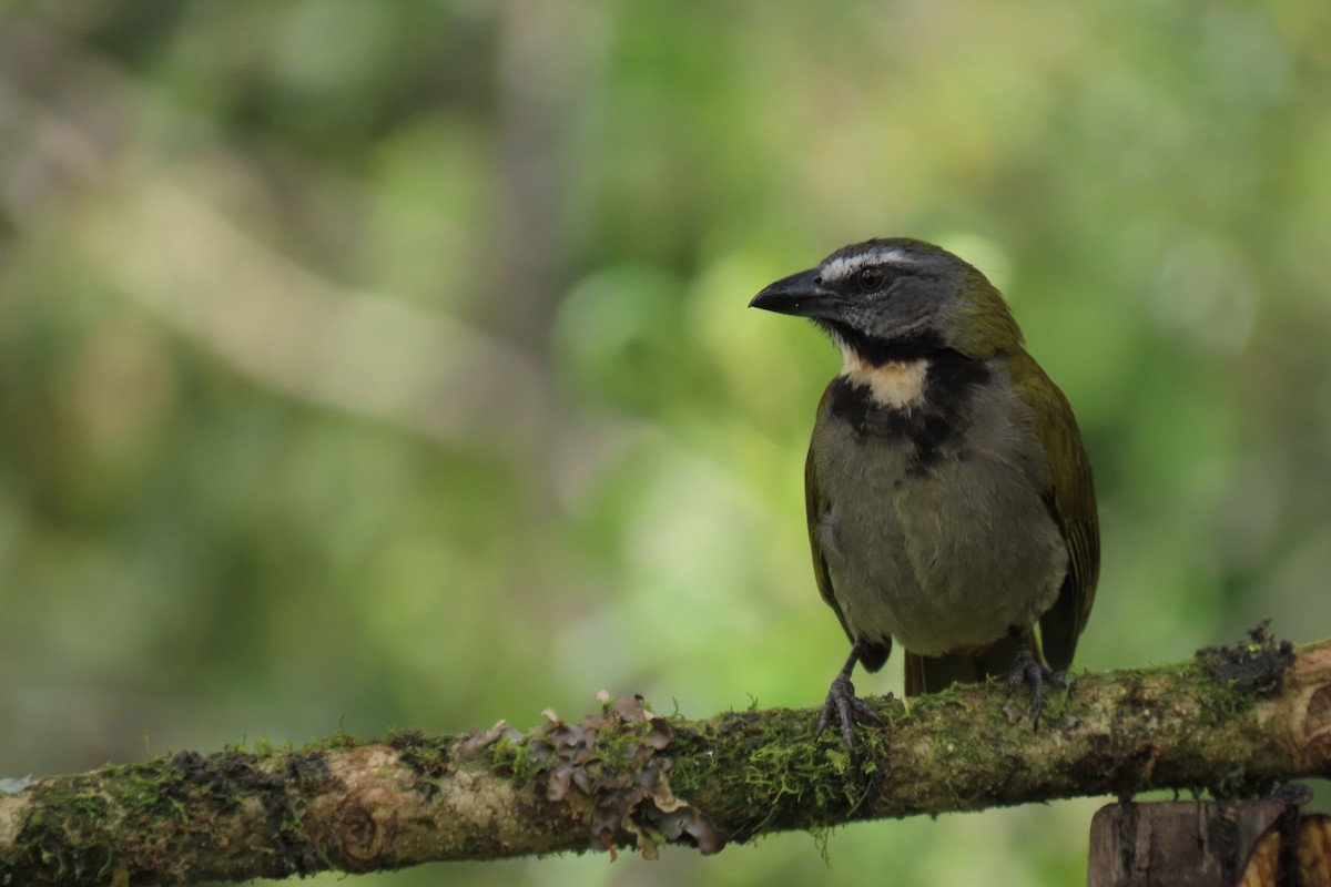 Buff-throated Saltator - ML652675161