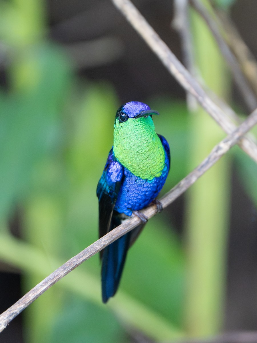 Crowned Woodnymph - ML652675224