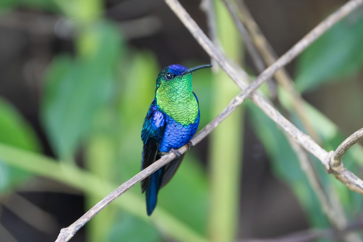 Crowned Woodnymph - ML652675226