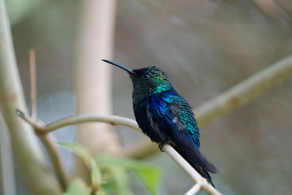 Crowned Woodnymph - ML652675228