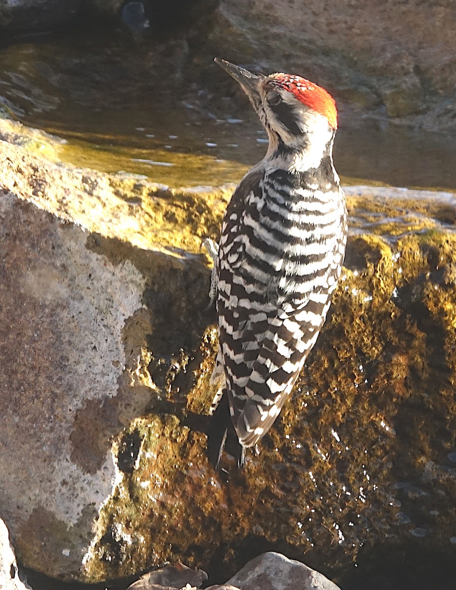 Ladder-backed Woodpecker - ML652675239