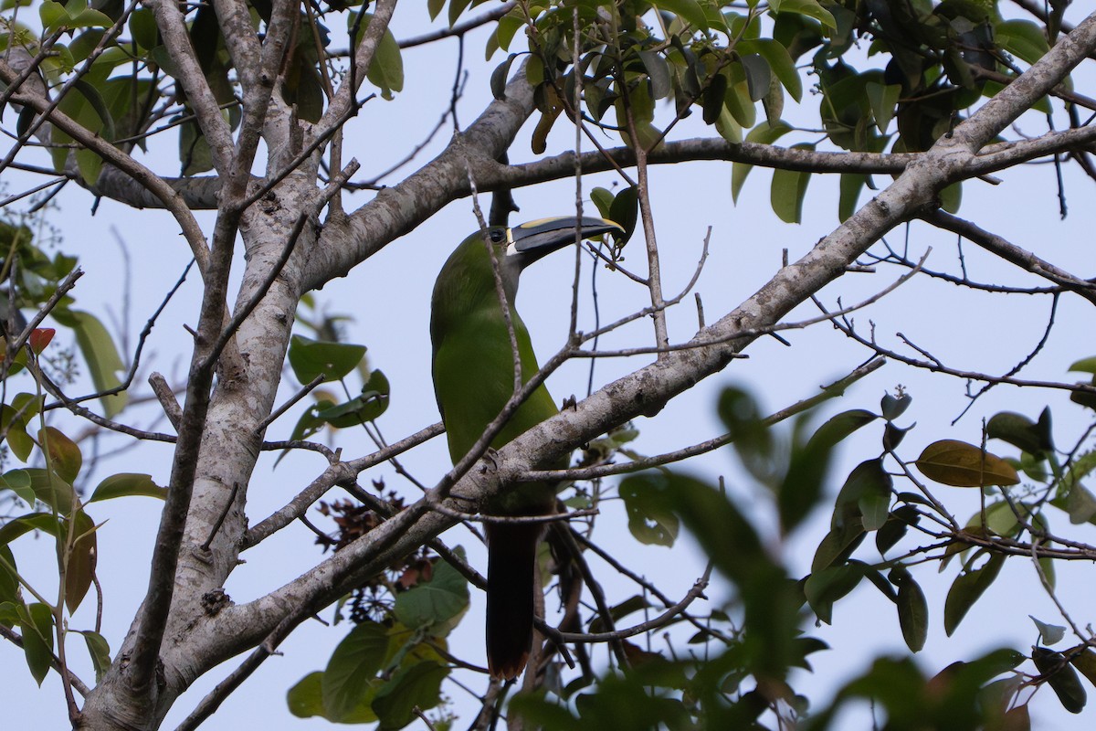Southern Emerald-Toucanet - ML652675288