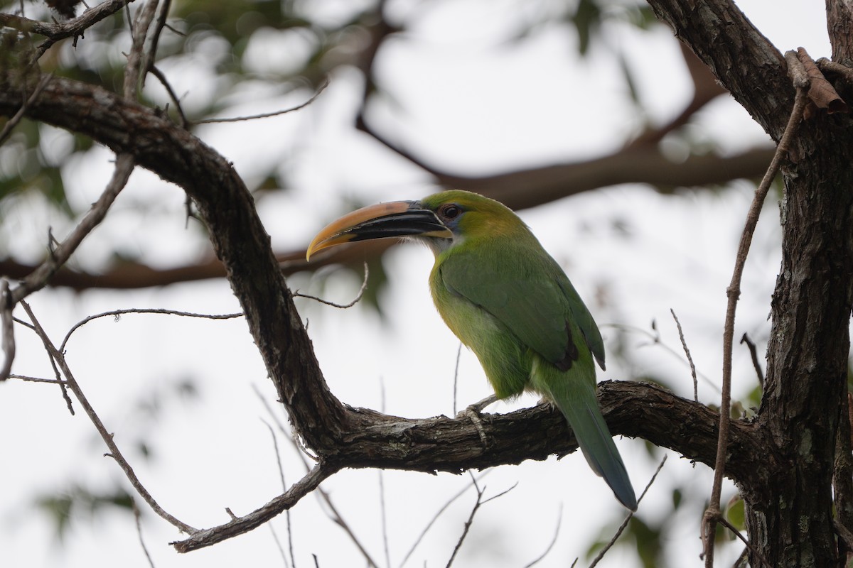 Groove-billed Toucanet - ML652675306