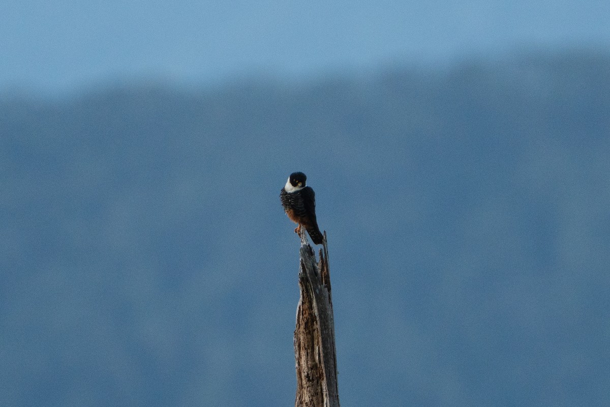 Bat Falcon - ML652675312