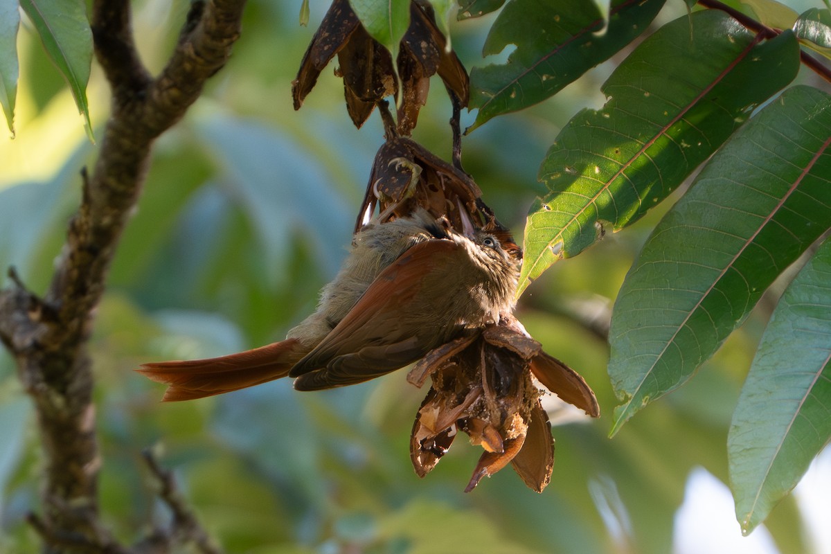 Streak-capped Spinetail - ML652675335