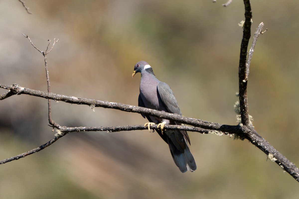 Band-tailed Pigeon - ML652675423