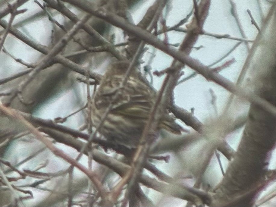 Jilguero de Los Pinos - ML652675591