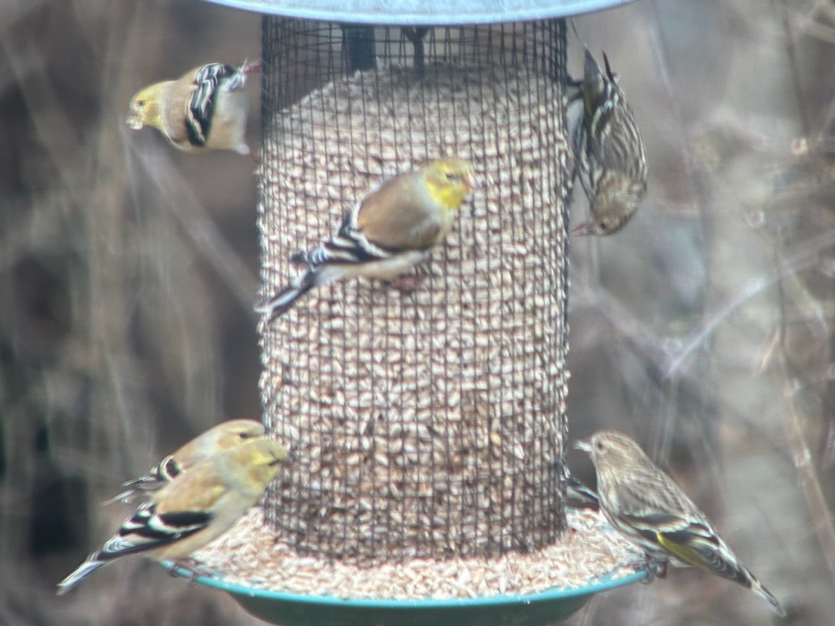 Jilguero de Los Pinos - ML652675592