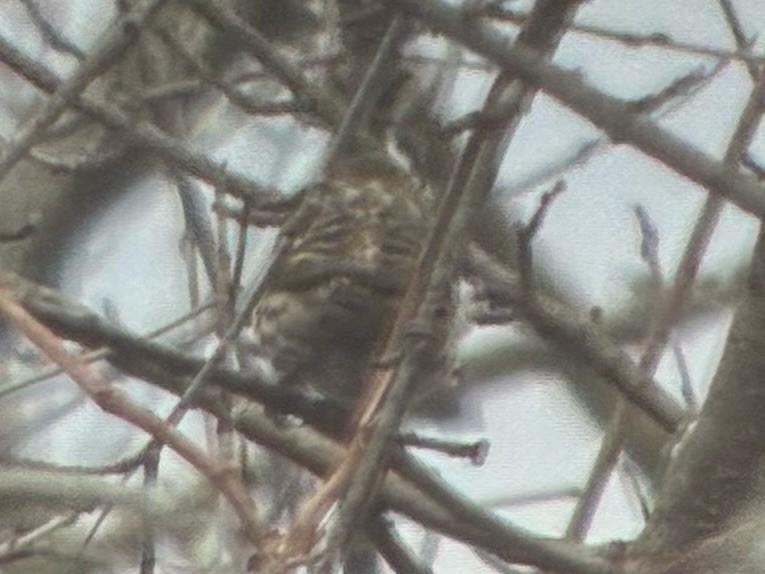 Jilguero de Los Pinos - ML652675593