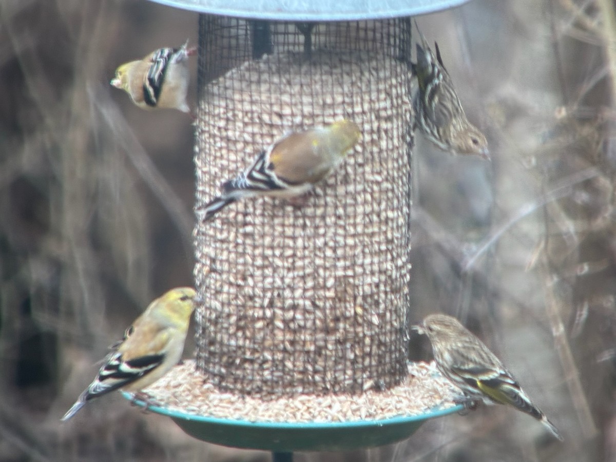 Jilguero de Los Pinos - ML652675594