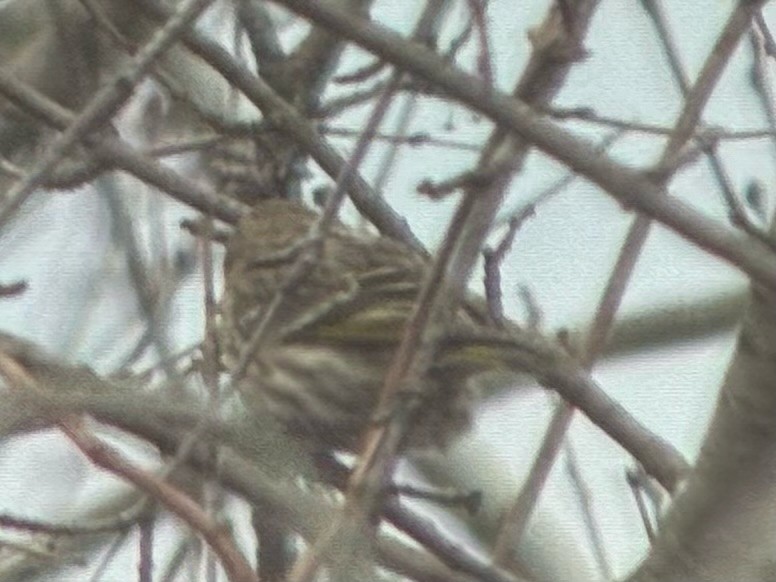 Jilguero de Los Pinos - ML652675595