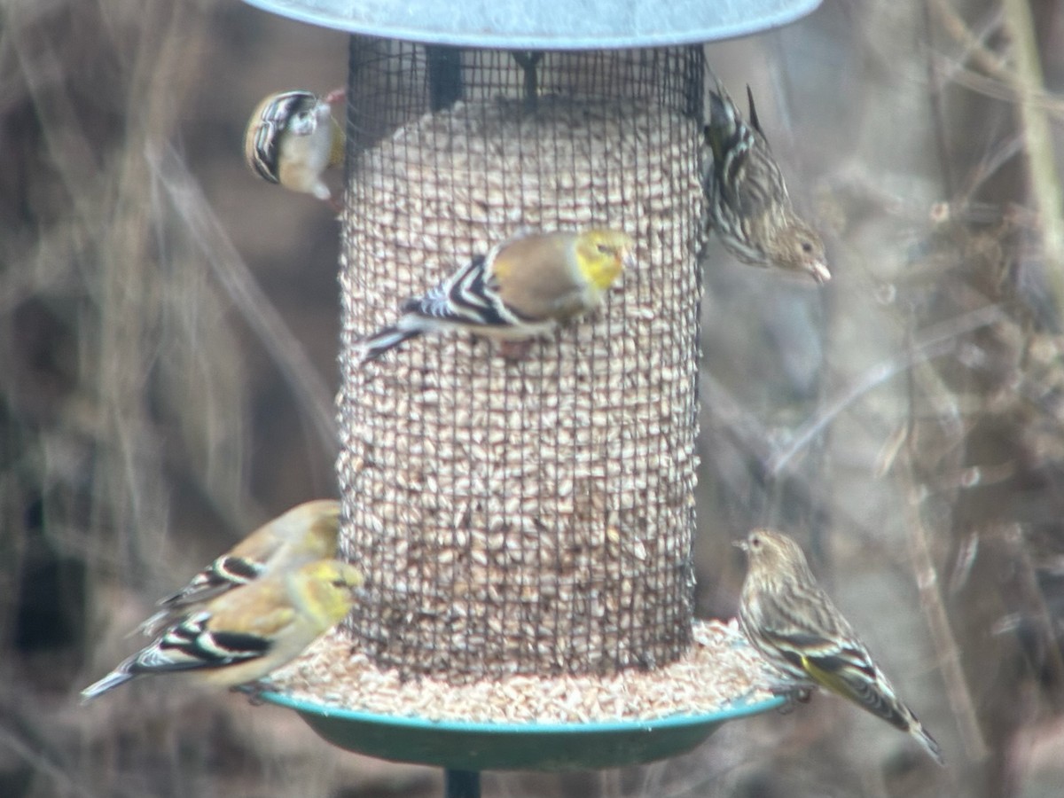 Jilguero de Los Pinos - ML652675596